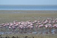 Flamingos Walvis Bay (2) &ndash; &copy; Laura Wonneberger (Eberhardt TRAVEL)