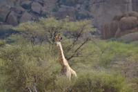 Giraffen (1) &ndash; &copy; Laura Wonneberger (Eberhardt TRAVEL)