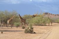 Giraffen (2) &ndash; &copy; Laura Wonneberger (Eberhardt TRAVEL)