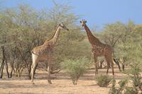 Giraffen (4) &ndash; &copy; Laura Wonneberger (Eberhardt TRAVEL)