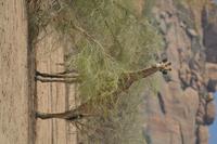 Giraffen (5) &ndash; &copy; Laura Wonneberger (Eberhardt TRAVEL)
