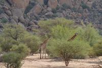 Giraffen (6) &ndash; &copy; Laura Wonneberger (Eberhardt TRAVEL)