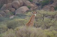 Giraffen (7) &ndash; &copy; Laura Wonneberger (Eberhardt TRAVEL)