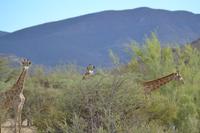 Giraffen (8) &ndash; &copy; Laura Wonneberger (Eberhardt TRAVEL)
