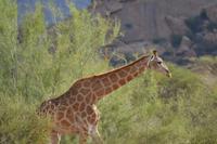 Giraffen (9) &ndash; &copy; Laura Wonneberger (Eberhardt TRAVEL)
