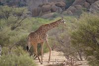 Giraffen (10) &ndash; &copy; Laura Wonneberger (Eberhardt TRAVEL)
