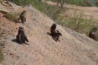 Paviane (3) &ndash; &copy; Laura Wonneberger (Eberhardt TRAVEL)