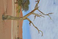 Sossusvlei (4) &ndash; &copy; Laura Wonneberger (Eberhardt TRAVEL)
