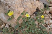 Spitzkoppe (12) &ndash; &copy; Laura Wonneberger (Eberhardt TRAVEL)