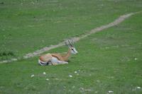 Tiere im Etosha Nationalpark (38) &ndash; &copy; Laura Wonneberger (Eberhardt TRAVEL)