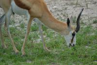 Tiere im Etosha Nationalpark (52) &ndash; &copy; Laura Wonneberger (Eberhardt TRAVEL)