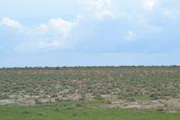 Tiere im Etosha Nationalpark (53) &ndash; &copy; Laura Wonneberger (Eberhardt TRAVEL)