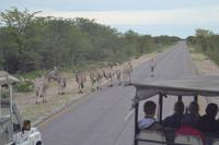 Tiere im Etosha Nationalpark (73) &ndash; &copy; Laura Wonneberger (Eberhardt TRAVEL)