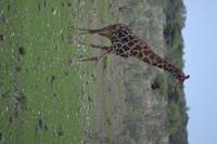 Tiere im Etosha Nationalpark (87) &ndash; &copy; Laura Wonneberger (Eberhardt TRAVEL)