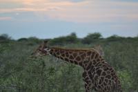 Tiere im Etosha Nationalpark (93) &ndash; &copy; Laura Wonneberger (Eberhardt TRAVEL)