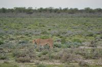 Tiere im Etosha Nationalpark (99) &ndash; &copy; Laura Wonneberger (Eberhardt TRAVEL)