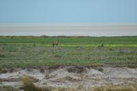 Tiere im Etosha Nationalpark (114) &ndash; &copy; Laura Wonneberger (Eberhardt TRAVEL)