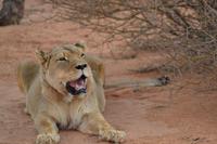 Tiere und Natur der Kalahari (1) &ndash; &copy; Laura Wonneberger (Eberhardt TRAVEL)