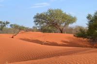 Tiere und Natur der Kalahari (3) &ndash; &copy; Laura Wonneberger (Eberhardt TRAVEL)