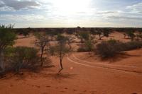 Tiere und Natur der Kalahari (7) &ndash; &copy; Laura Wonneberger (Eberhardt TRAVEL)