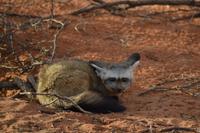 Tiere und Natur der Kalahari (11) &ndash; &copy; Laura Wonneberger (Eberhardt TRAVEL)