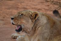 Tiere und Natur der Kalahari (13) &ndash; &copy; Laura Wonneberger (Eberhardt TRAVEL)