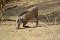 Warzenschweine (1) &ndash; &copy; Laura Wonneberger (Eberhardt TRAVEL)
