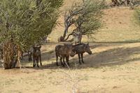 Warzenschweine (3) &ndash; &copy; Laura Wonneberger (Eberhardt TRAVEL)