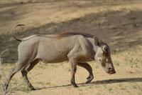 Warzenschweine (7) &ndash; &copy; Laura Wonneberger (Eberhardt TRAVEL)