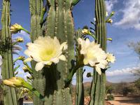 Kaktus &ndash; &copy; Laura Wonneberger (Eberhardt TRAVEL)