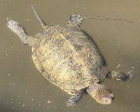 Schildkröte in Butrint &ndash; &copy; Simone Willner (Eberhardt TRAVEL)