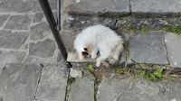 Obwohl es sehr voll war, schlief diese Katze die ganze Zeit auf der Treppe &ndash; &copy; Julia Kies (Eberhardt TRAVEL)