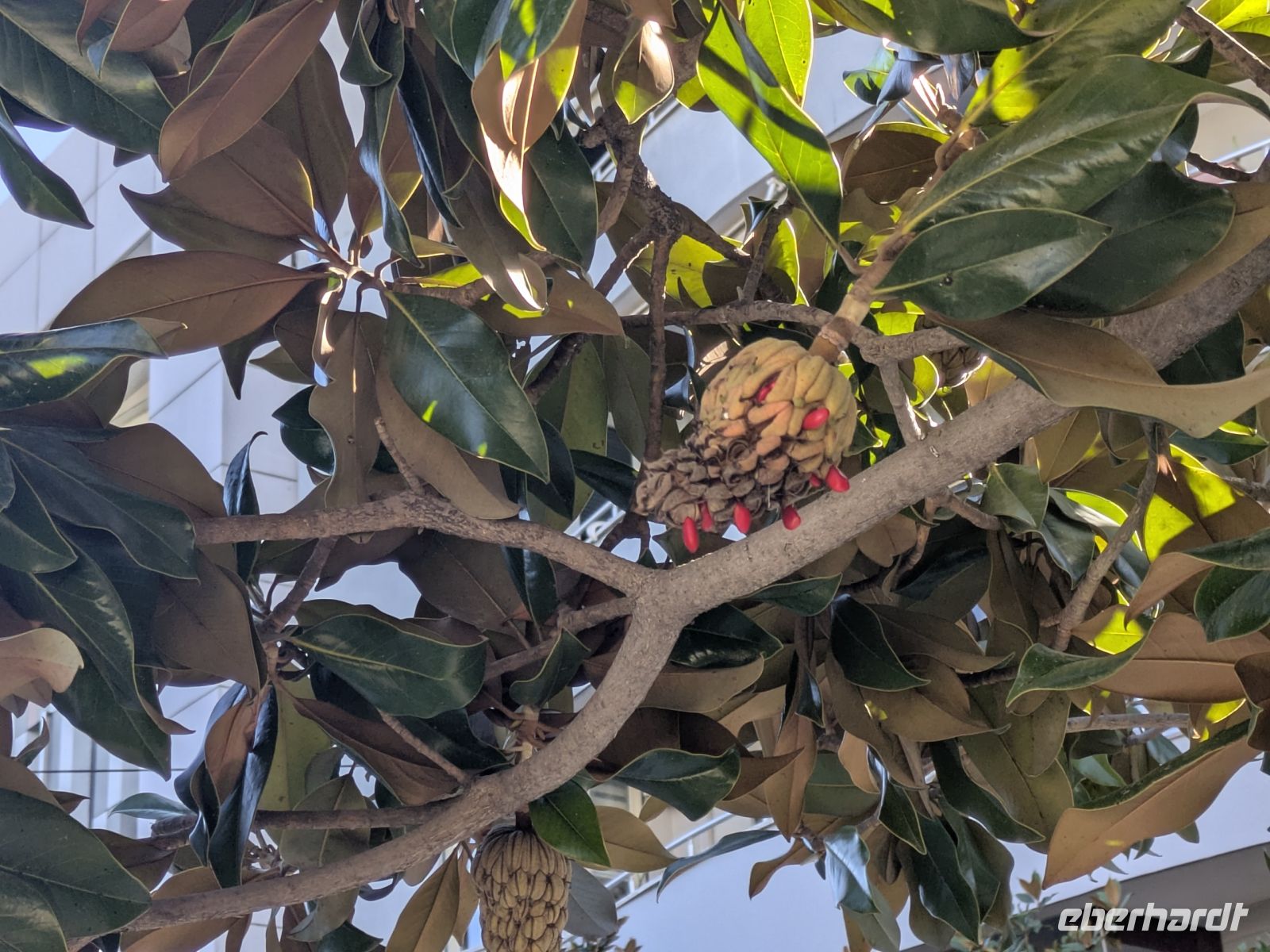 Exotische Früchte auf den Bäumen &ndash; &copy; Günter Thomas Menzel (Eberhardt TRAVEL)