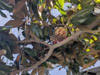 Exotische Früchte auf den Bäumen &ndash; &copy; Günter Thomas Menzel (Eberhardt TRAVEL)