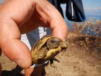 Mini Schildkröte &ndash; &copy; Rico Manns (Eberhardt TRAVEL)