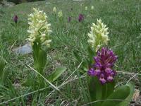 Orchideen &ndash; &copy; Beate Kessler (Eberhardt TRAVEL)