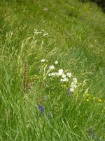 Blumenwiesen &ndash; &copy; Cornelia Ritter (Eberhardt TRAVEL)