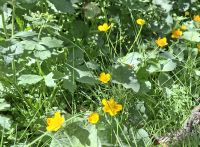 Sunpf-Dotterblume