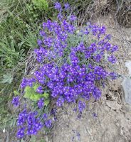 Pyrenäen Gentian &ndash; &copy; Gunter Looß (Eberhardt TRAVEL)