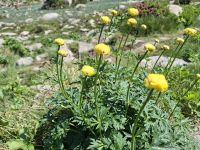 Trollblume
