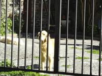 Hund, Ordino &ndash; &copy; Ivonne Lischke (Eberhardt TRAVEL)