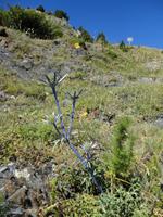 Silberdisteln &ndash; &copy; Ivonne Lischke (Eberhardt TRAVEL)