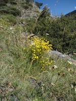 Blümchen  &ndash; &copy; Ivonne Lischke (Eberhardt TRAVEL)