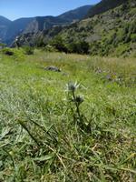 Silberdisteln &ndash; &copy; Ivonne Lischke (Eberhardt TRAVEL)