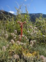 Blümchen  &ndash; &copy; Ivonne Lischke (Eberhardt TRAVEL)