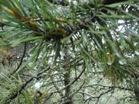 Regentropfen &ndash; &copy; Ivonne Lischke (Eberhardt TRAVEL)