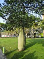 Bierbaum, Barcelona &ndash; &copy; Ivonne Lischke (Eberhardt TRAVEL)