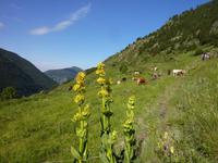 Bergweiden &ndash; &copy; Cornelia Ritter (Eberhardt TRAVEL)