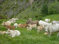 auf der Weide &ndash; &copy; Cornelia Ritter (Eberhardt TRAVEL)
