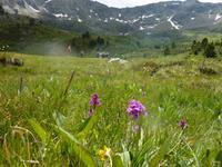 Bergwiesen &ndash; &copy; Cornelia Ritter (Eberhardt TRAVEL)